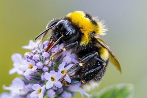 Bumblebee collecting pollen from violet flowers. KI generiert, generiert, AI generated