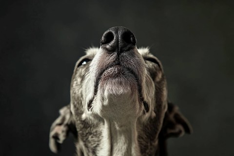 Close up of dog's nose. Generative Ai, AI generated