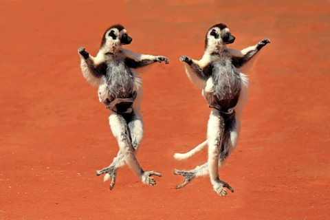 Verreaux's sifaka (Propithecus verreauxi), adult, female, with juvenile, two animals, jumping,