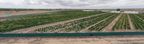 Avondale, Colorado, Cannabis growing at the Mammoth Farms facility (formerlly Los Suenos), near