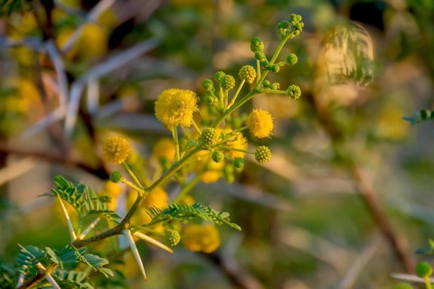 Camelthorn (Vachellia erioloba, syn.: Acacia erioloba E.Mey.), also known as camelthorn tree or