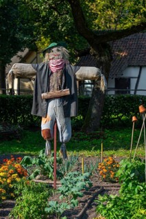 Humanoid scarecrow, bird scarer dressed in old clothes and placed in vegetable garden to deter,