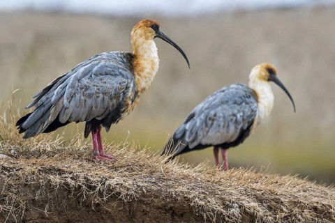 Two black-faced (Theristicus melanopis) ibises native to South America
