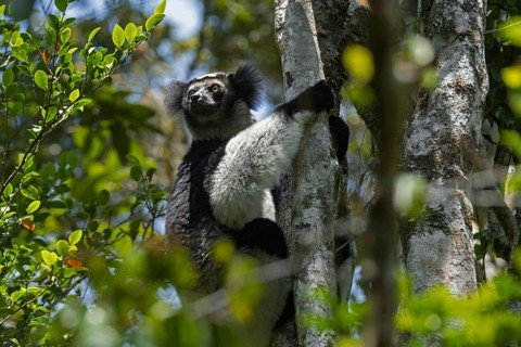 Black-and-white ruffed lemur (Varecia variegata) in tree, Andasibe-Mantadia National Park,