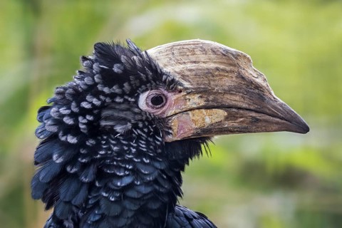 Silvery-cheeked hornbill (Bycanistes brevis, Ceratogymna brevis) close up portrait, native to East