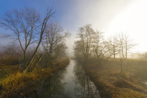 River in a Foggy Forest with Bare Tree and Sunlight in Locarno, Ticino, Switzerland, Europe