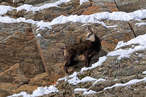 Alpine chamois (Rupicapra rupicapra) juvenile in dark winter coat foraging in steep snow covered