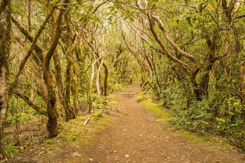 Laurel forest, cloud forest, Anaga Mountains, Tenerife, Canary Islands, Spain, Europe