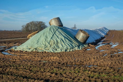 Pile of harvested sugar beets, covered by tarpaulin, waiting to be transported to the sugar factory