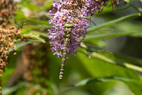 Southern hawker dragonfly (Aeshna cyanea) adult female insect resting on a purple garden Buddleja