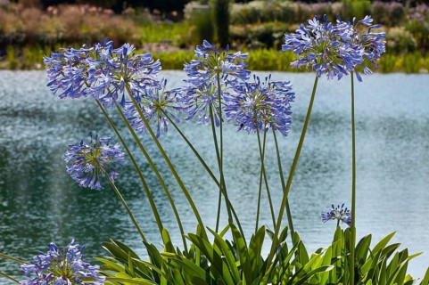Flower impression, Blue lily (Agapanthus praecox), lake behind it