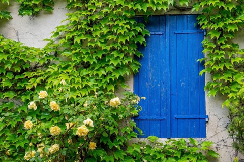 Roses and wild vines climb up the façade of a house with closed blue shutters, Vauvenargues,