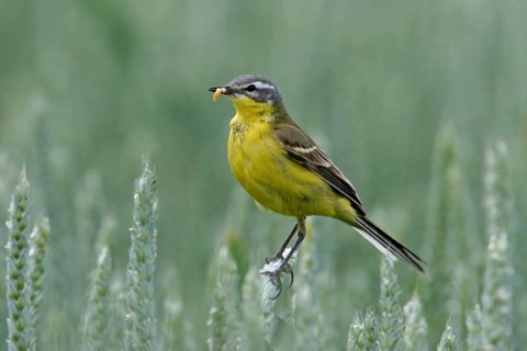 Yellow wagtail (Motacilla f. flava), Bad Dürkheim district, Rhineland-Palatinate, Germany, Europe