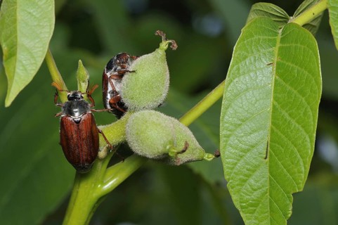 Cockchafer, (Melolontha), Bavaria, Federal Republic of Germany