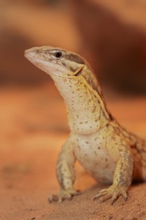 Spiny-tailed monitor (Varanus acanthurus), captive, occurring in Australia
