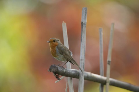 European robin (Erithacus rubecula) adult bird on garden bamboo canes, Suffolk, England, United