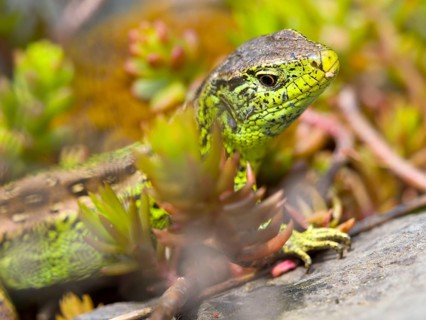 Sand lizard (Lacerta agilis), male on stones with stonecrop (Sedum album), or stonecrop, Wetzlar,
