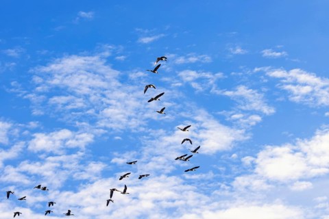Flock with Greater white-fronted goose (Anser albifrons) flying on a blue sky
