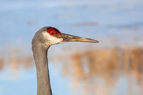 Milford, Michigan, A sandhill crane (Antigone canadensis) at Kensington Metropark
