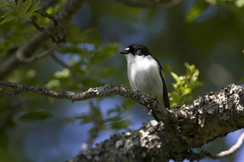 Pied Flycatcher, male on his singing roost, Sweden, (Ficedula hypoleuca), Sweden, Europe