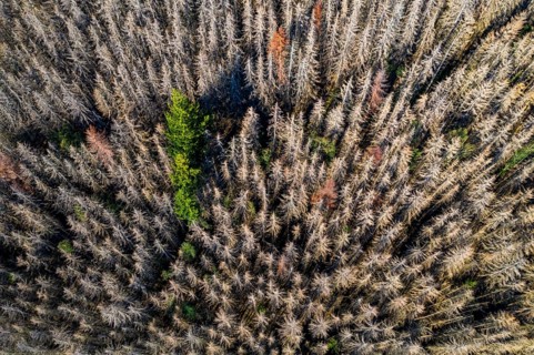 Sauerland, forest dieback, dead spruce trees, caused by the bark beetle, high temperatures, lack of