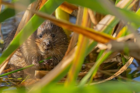 Water vole (Arvicola amphibius) adult animal feeding on a reed plant stem in a pond in the summer,