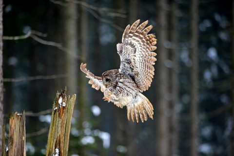 Tawny owl (Strix aluco), adult in winter, landing on a wait, flying, Zdarske Vrchy,