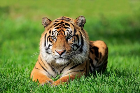 Sumatran tiger (Panthera tigris sumatrae), adult male portrait alert, Sumatra