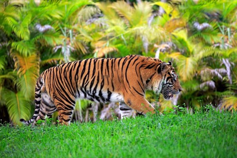 Sumatran Tiger (Panthera tigris sumatrae), adult male running, Sumatra