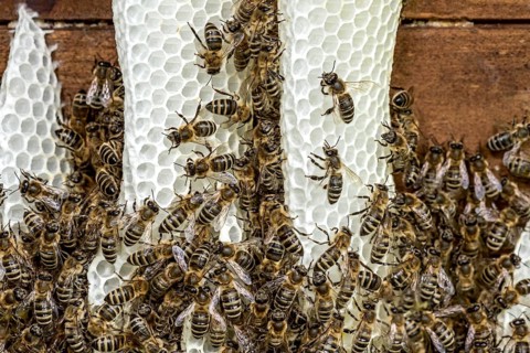 Bee colony, many bees, Western or European honey bee (Apis mellifera), wild construction of natural