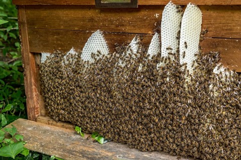 Bee colony, many bees, Western or European honey bee (Apis mellifera), wild construction of natural
