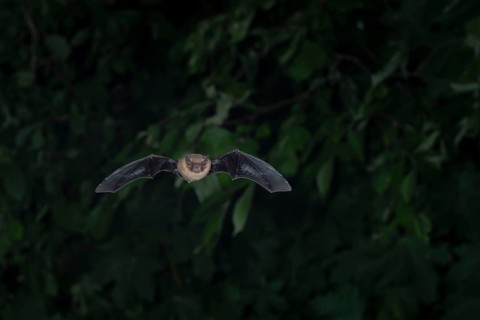 Common pipistrelle (Pipistrellus pipistrellus) hunting insects in front of deciduous forest,