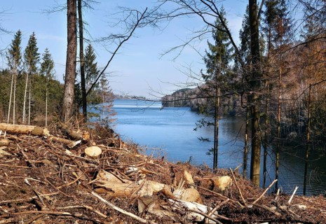 Langelsheim, 07.04.2023, Deforested trees on the banks of the Granetal dam