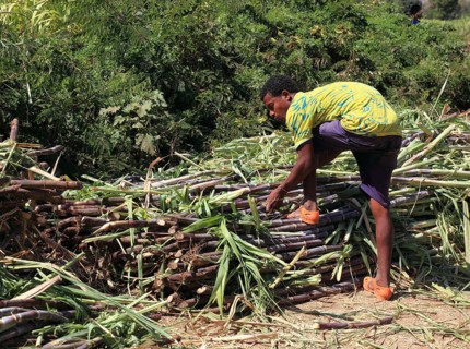 Ahamra region, Young man harvesting sugar cane, Ethiopia, Africa