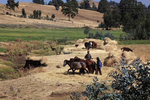 In the highlands of Abyssinia, in the Semien Mountains, Semien Mountains, field work, threshing