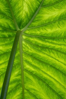Giant elephant ear (Alocasia), underside of leaf, North Rhine-Westphalia, Germany, Europe