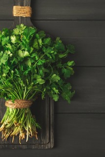 Bunch of fresh Cilantro, on a gray wooden table, close-up, top view, no people