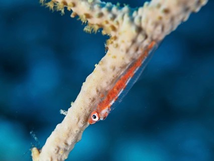 Dwarf pygmy goby (Bryaninops cf discus), dive site House Reef, Mangrove Bay, El Quesir, Red Sea,