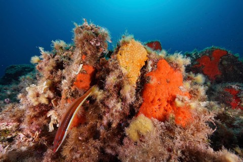 Orange upholstery sponge (Reniera fulva) and mediterranean rainbow wrasse (Coris julis) in the