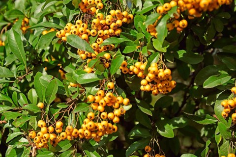 Botany, sea buckthorn, Hippophae rhamnoides, shrub, vitamin C, Hamburg, Hamburg, Federal Republic