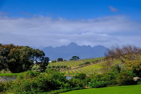 Kleine Zalze Wine Estate, Stellenbosch, Western Cape, South Africa, Africa