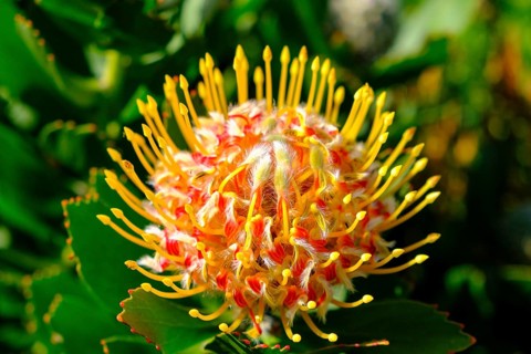 Leucospermum cordifolium (Protea Leucospermum cordifolium), flower, flowering, silver tree plant,