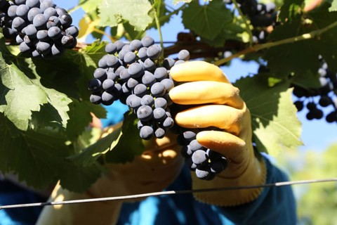 Grape grape harvest: Hand-picking Pinot Noir grapes in the Palatinate