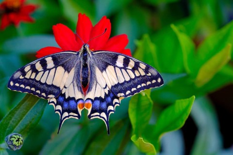 Swallowtail (Papilio machaon), sucking nectar, Upper Bavaria, Bavaria, Germany, Europe