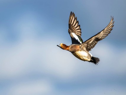 Eurasian Wigeon, (Mareca penelope) male in flight over marshes