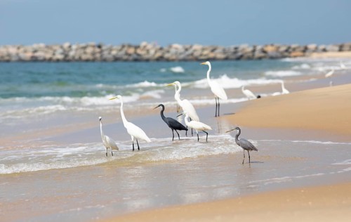 Great egret (Ardea alba, syn.: Casmerodius albus, Egretta alba) and Western reef heron (Egretta