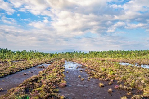 View at an old dug peat bog with ditches filled with water and mud and a pine woodland