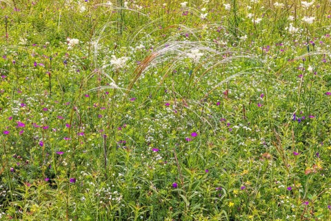 Flower meadow with blooming wildflowers and feather grass (Stipa pennata) in the summer