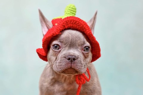 Cute young Lilac Brindle French Bulldog dog puppy with knitted strawberry hat