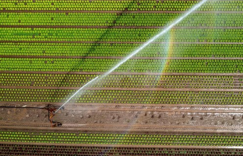 A field is artificially irrigated, water is sprayed onto the field via an irrigation system, field